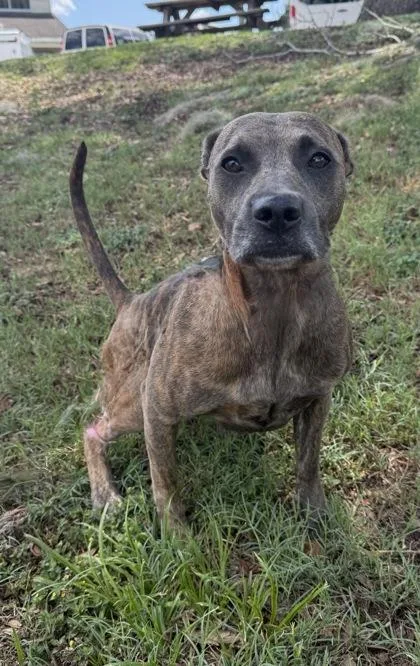An adult medium-sized female Brindle Pit Bull Terrier dog named Lillian for adoption in Inverness, FL