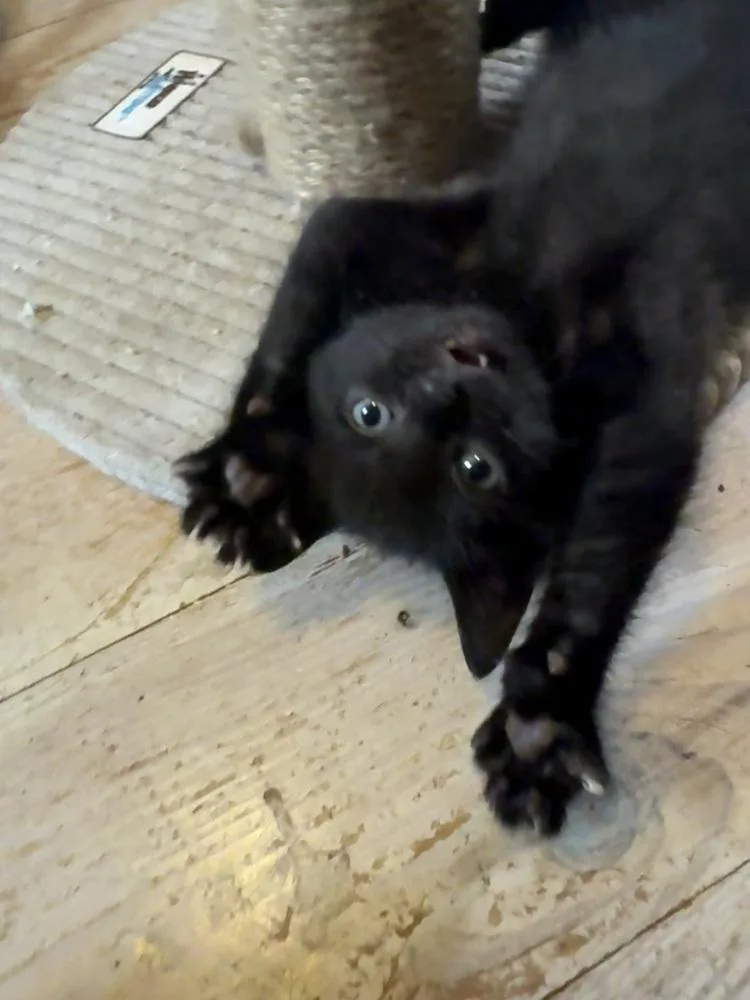 A baby small-sized male Black Domestic Short Hair cat named Luther for adoption in Ferndale, MI