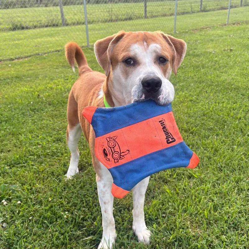 An adult large-sized male Yellow / Tan / Blond / Fawn Saint Bernard dog named Kang for adoption in Mooresville, IN