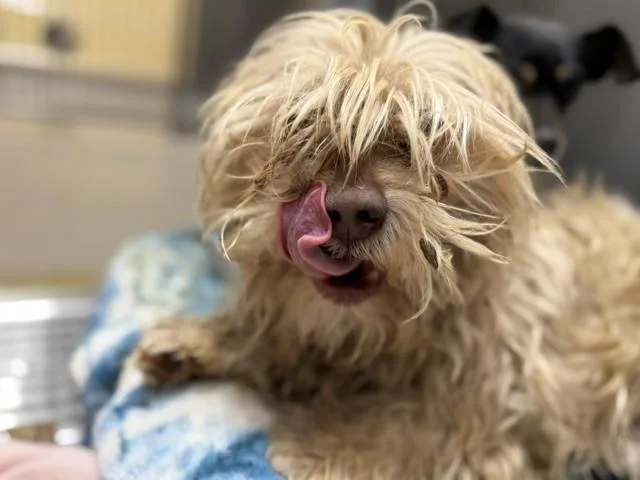 A young small-sized male Shih Tzu dog named Vejo for adoption in Denver, CO