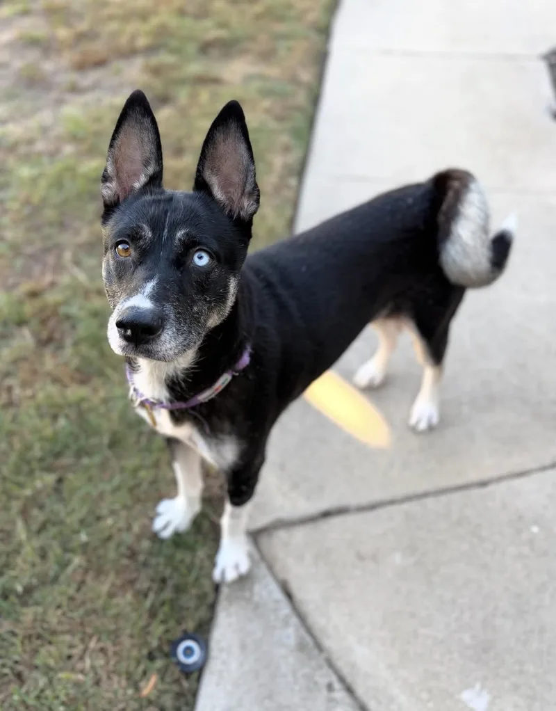 An adult medium-sized female Shepherd dog named May for adoption in Pasadena, CA