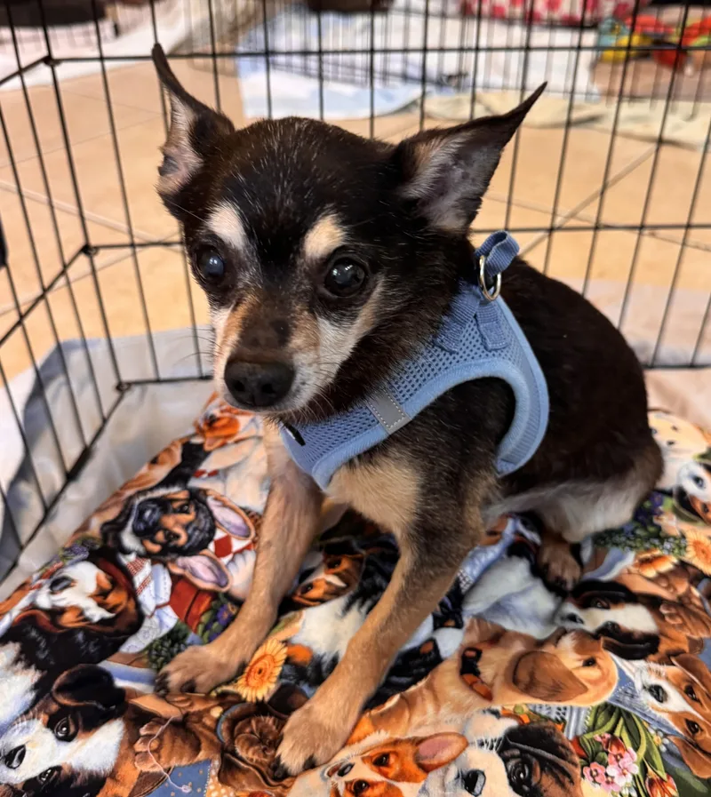 A senior small-sized male Brown / Chocolate Chihuahua dog named Boone for adoption in Boca Raton, FL