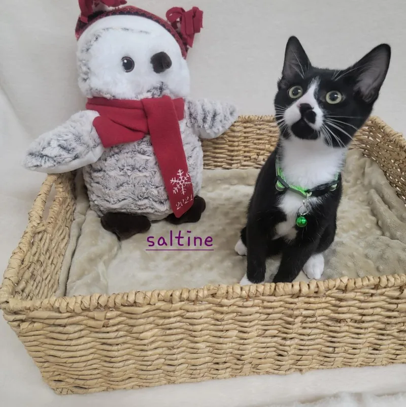 A young medium-sized male Domestic Short Hair cat named Saltine for adoption in Peoria, AZ