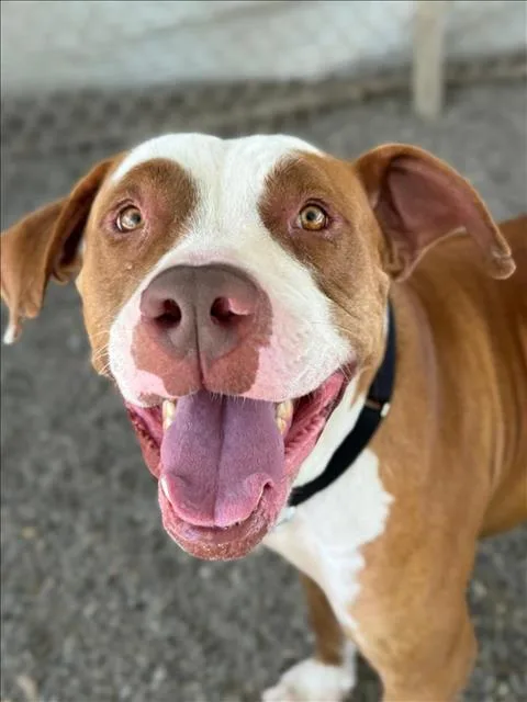 An adult large-sized male Pit Bull Terrier dog named Lobster Roll for adoption in Woodland, CA
