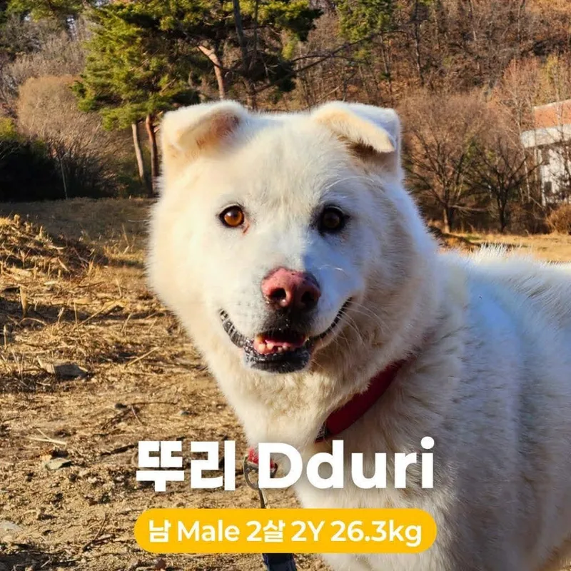 An adult medium-sized male White / Cream Jindo dog named Dduri for adoption in Northbrook, IL