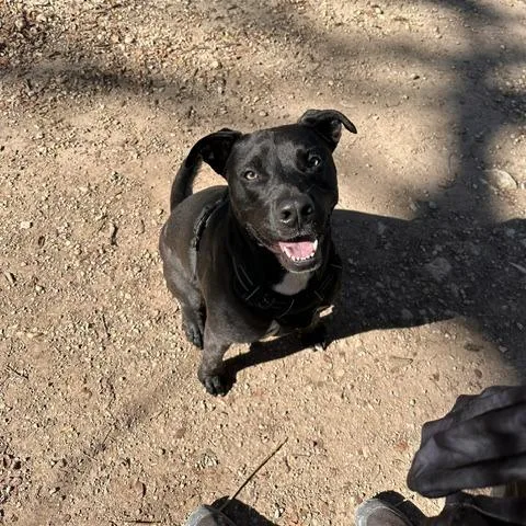 An adult medium-sized female Black Pit Bull Terrier dog named Malibu Barbie for adoption in Austin, TX