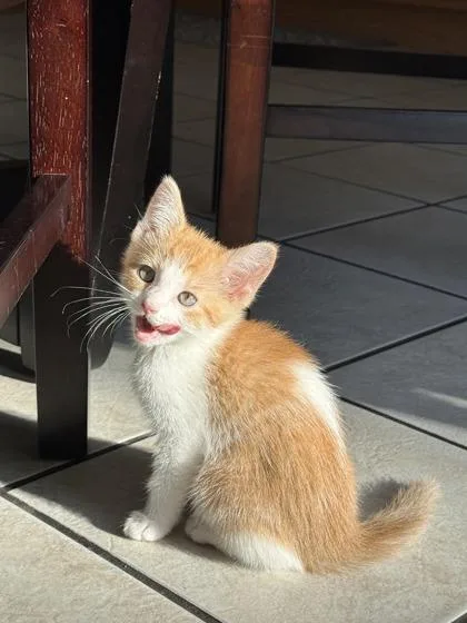 A baby small-sized female Domestic Short Hair cat named Meanie for adoption in Lafayette, IN