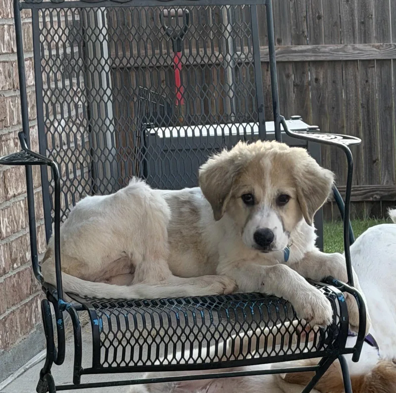A young extra large-sized female Great Pyrenees dog named Eloise for adoption in Garland, TX