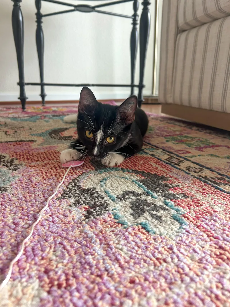 A baby medium-sized male Black & White / Tuxedo Domestic Short Hair cat named Dr. Nutcase for adoption in Columbia, SC