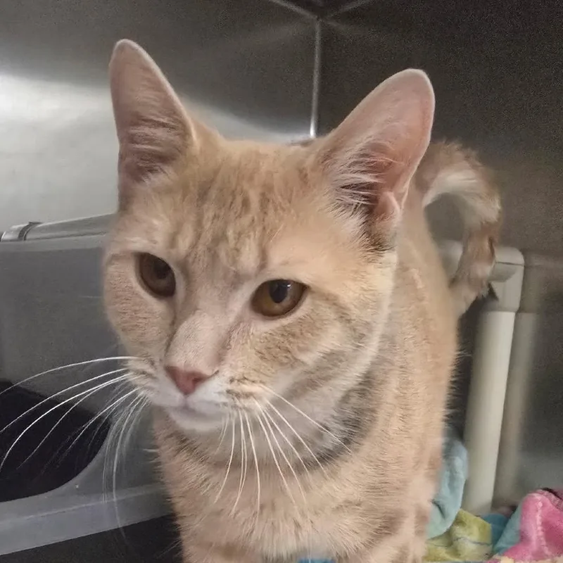 An adult medium-sized male Buff / Tan / Fawn Domestic Short Hair cat named Caboose for adoption in York, PA