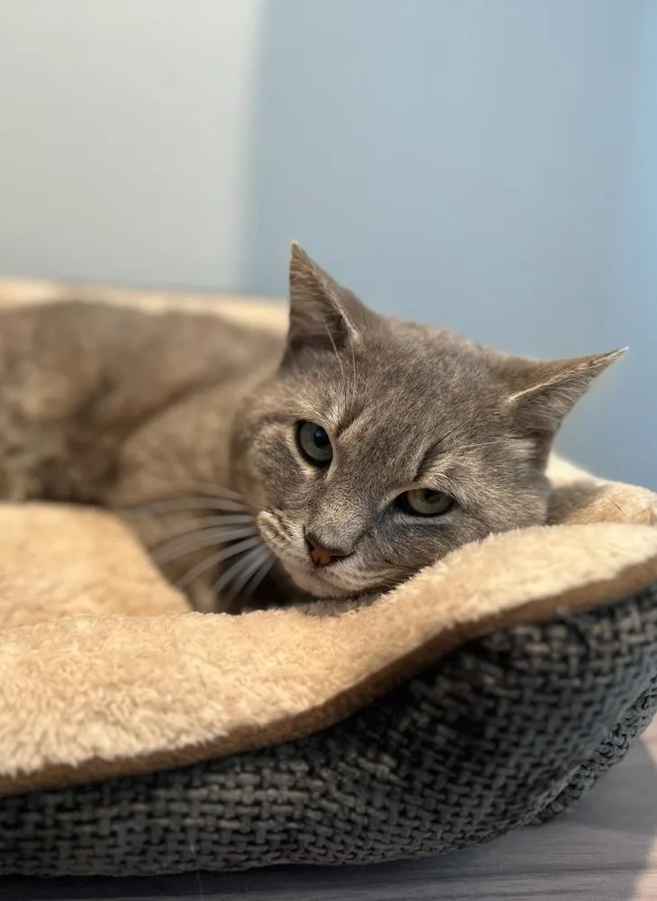 An adult medium-sized male Gray / Blue / Silver Tabby cat named Monsier Lapsnottraps for adoption in Dallas, TX