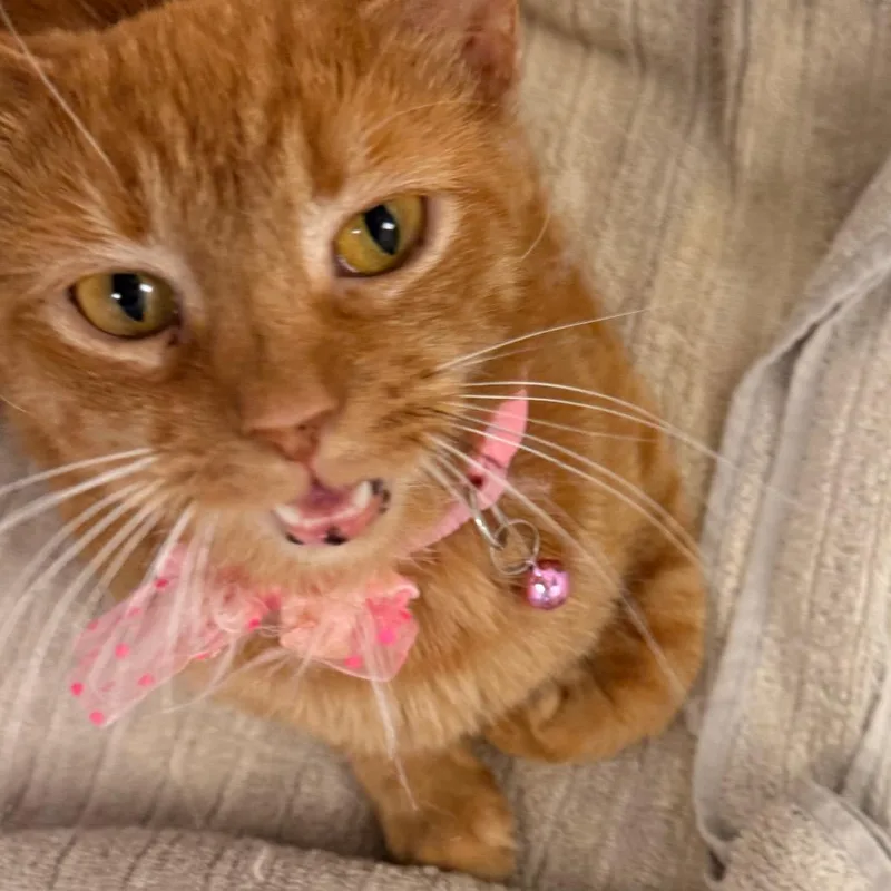 An adult medium-sized female Orange / Red Domestic Short Hair cat named Polly for adoption in Evansville, IN