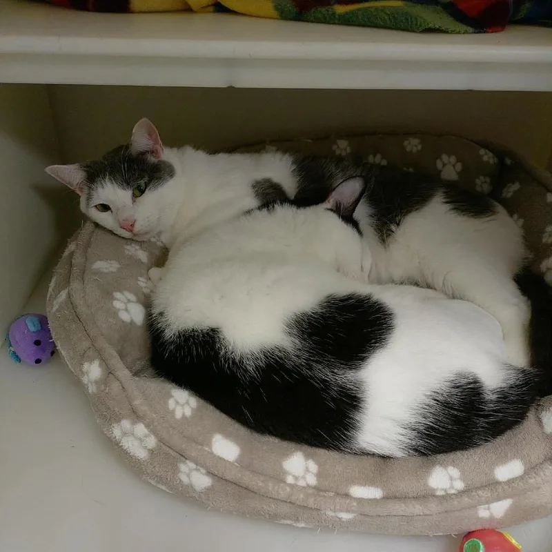 An adult small-sized male Gray / Blue / Silver Domestic Short Hair cat named Aldi for adoption in Brevard, NC