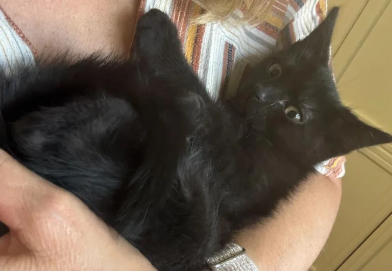 A baby small-sized male Domestic Short Hair cat named Apollo Bynx for adoption in Minneapolis, MN