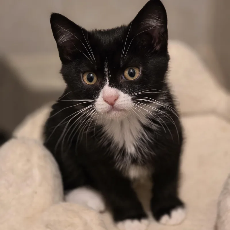 A baby medium-sized female Black & White / Tuxedo Tuxedo cat named Gemma for adoption in Johnson City, TN