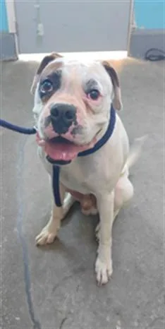 An adult medium-sized male Boxer dog named Bruno for adoption in Baldwin Park, CA