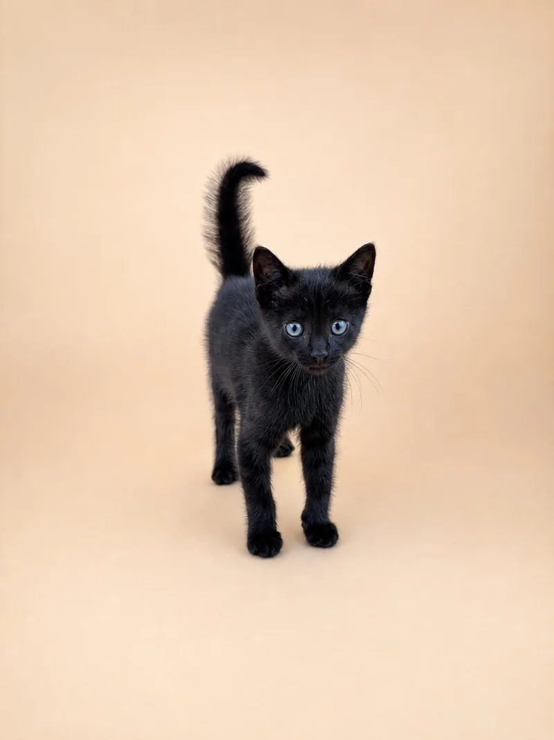 A baby small-sized male Domestic Short Hair cat named Chester for adoption in Dahlonega, GA