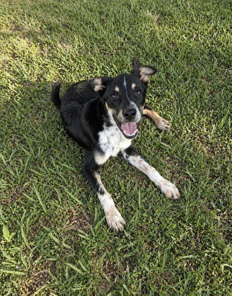 A baby medium-sized male Mixed Breed dog named Buster for adoption in Spring, TX