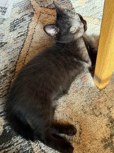 A baby small-sized female Domestic Short Hair cat named Piper for adoption in Denver, CO