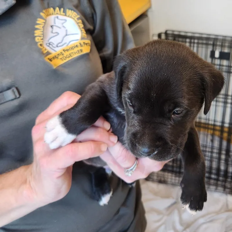 A baby medium-sized male Black Pit Bull Terrier dog named Toby for adoption in Norman, OK