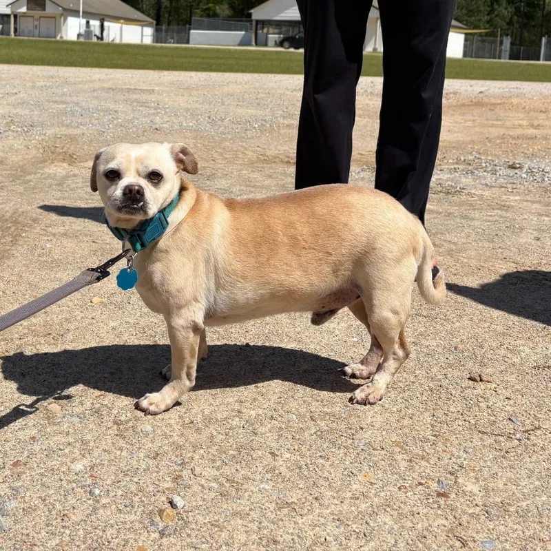 A senior small-sized male Yellow / Tan / Blond / Fawn Pug dog named Bubba for adoption in LOXAHATCHEE, FL