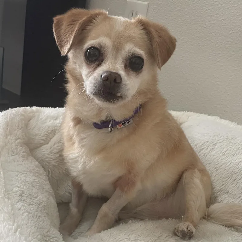 Bella