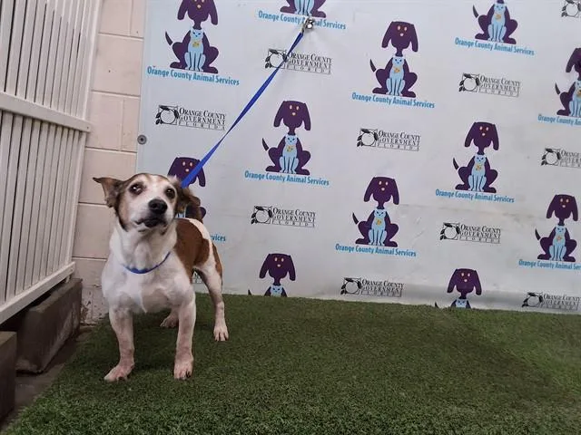 A senior medium-sized male Parson Russell Terrier dog named Marley for adoption in Orlando, FL