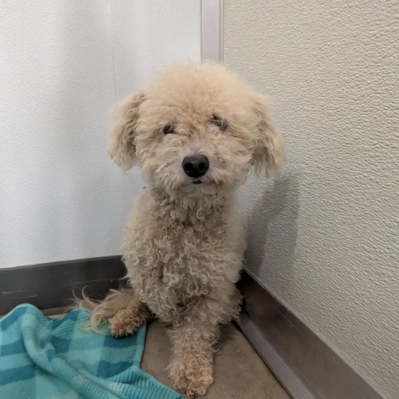 An adult small-sized male Bichon Frise dog named Lambchop for adoption in Ocala, FL