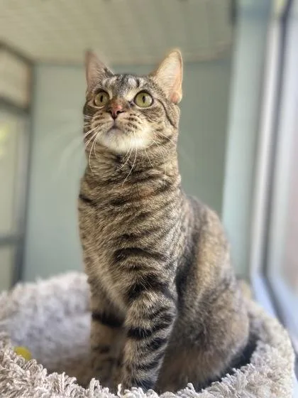 An adult medium-sized female Domestic Short Hair cat named Churu for adoption in Columbus, IN