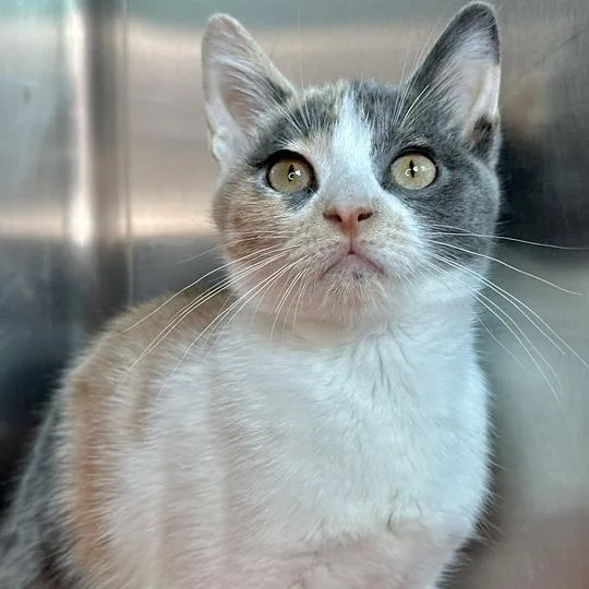 A baby small-sized female Calico Domestic Short Hair cat named Paris for adoption in Matteson, IL