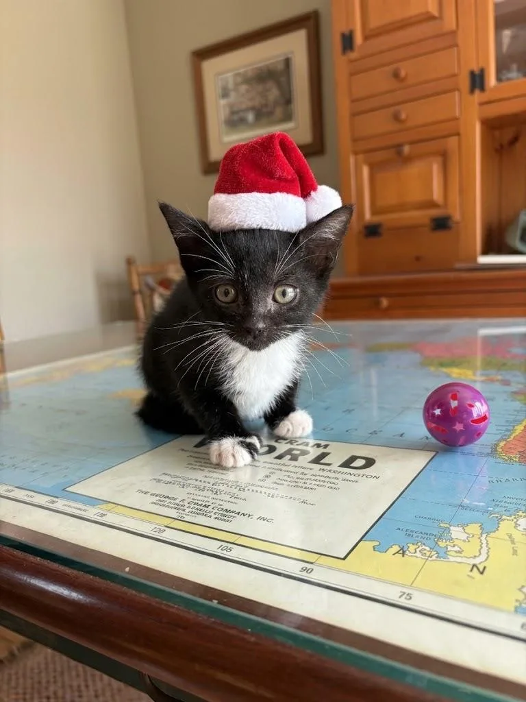 A baby small-sized female American Shorthair cat named Fargo for adoption in Bethel Park, PA