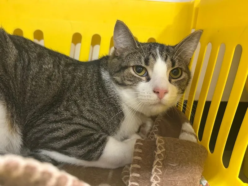 Ricky Bobby thumbnail 2