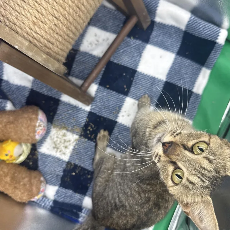 A young medium-sized female Gray / Blue / Silver Domestic Short Hair cat named Brownie for adoption in Gonzales, LA