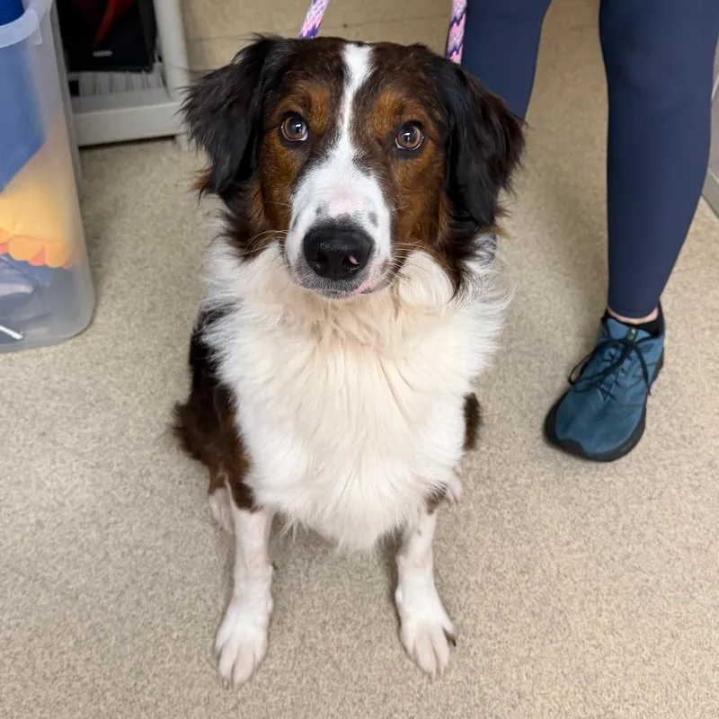An adult medium-sized male Brown / Chocolate Australian Shepherd dog named Bruno for adoption in Naperville, IL