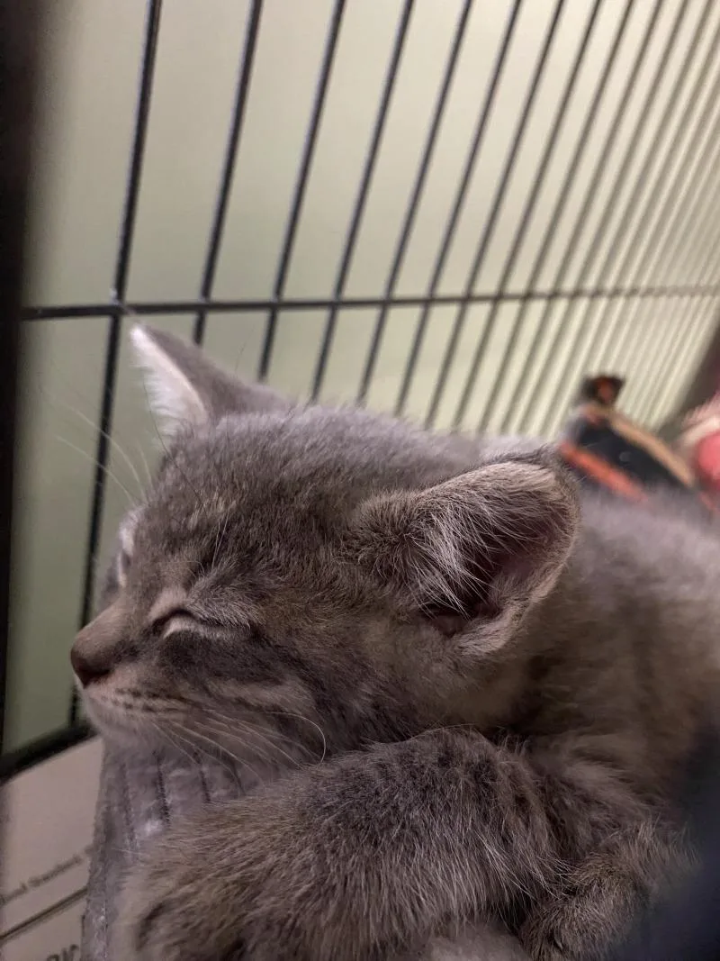 A young medium-sized male Domestic Short Hair cat named Darwin for adoption in Cortland, NY