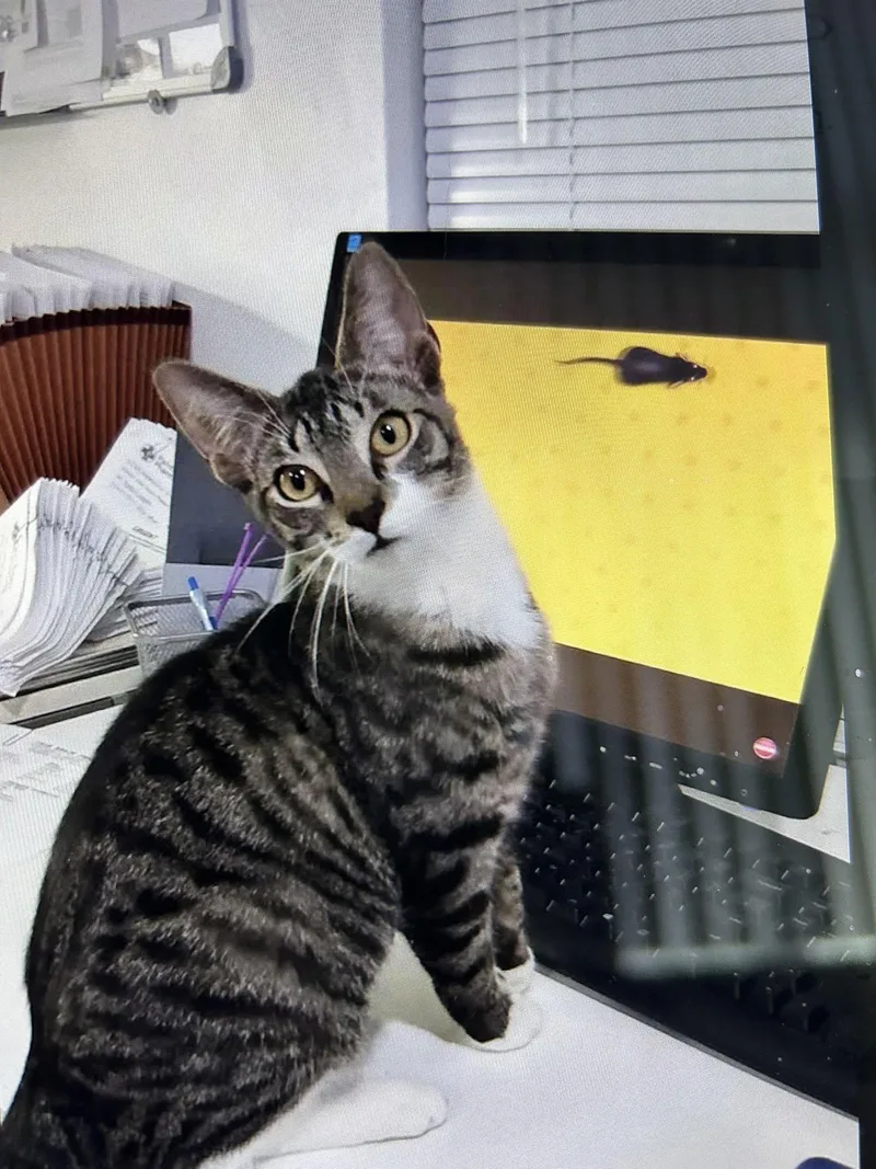 Zz  Cici thumbnail 2