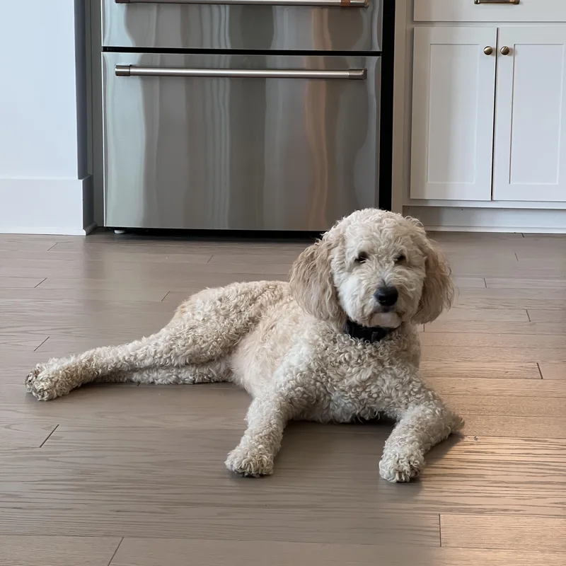 A young medium-sized male Apricot / Beige Goldendoodle dog named Moose for adoption in Brentwood, TN