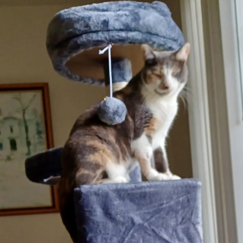 A senior small-sized female Calico Domestic Short Hair cat named Rosie Miller for adoption in Woodstock, VA