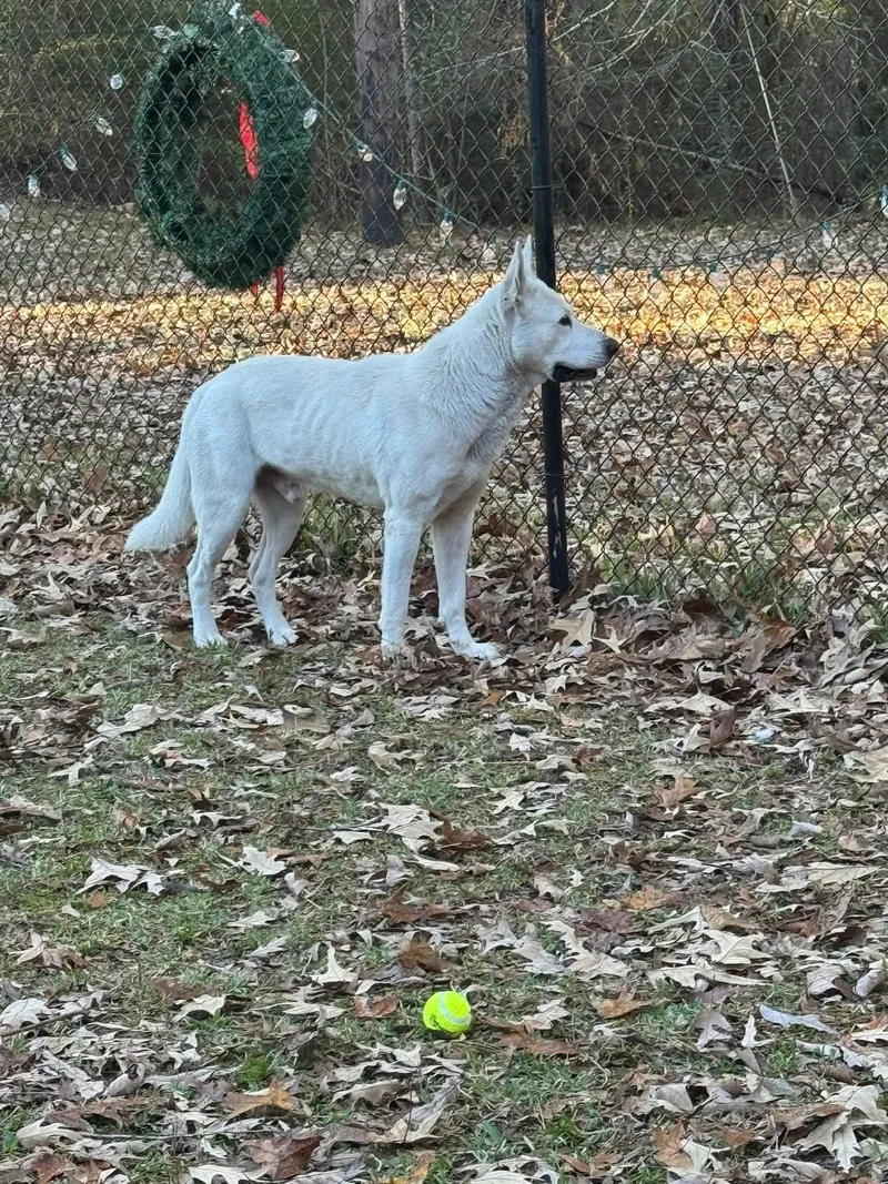 An adult large-sized male White / Cream German Shepherd Dog dog named Parker for adoption in Alexandria, LA