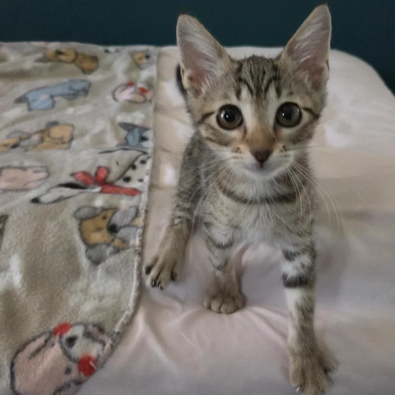 A baby small-sized female Gray / Blue / Silver Domestic Short Hair cat named Poppy for adoption in San Antonio, TX