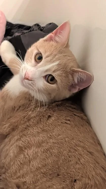 A young medium-sized male Domestic Short Hair cat named Scooter for adoption in Verona, WI