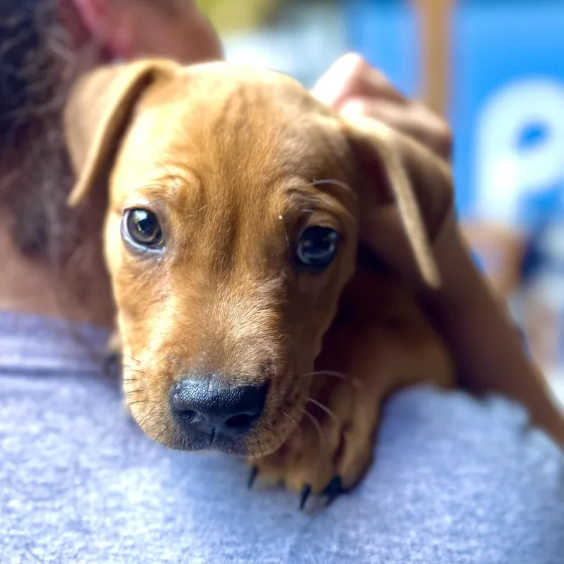 A baby medium-sized male Yellow / Tan / Blond / Fawn Mixed Breed dog named Ty Lee for adoption in Decatur, GA
