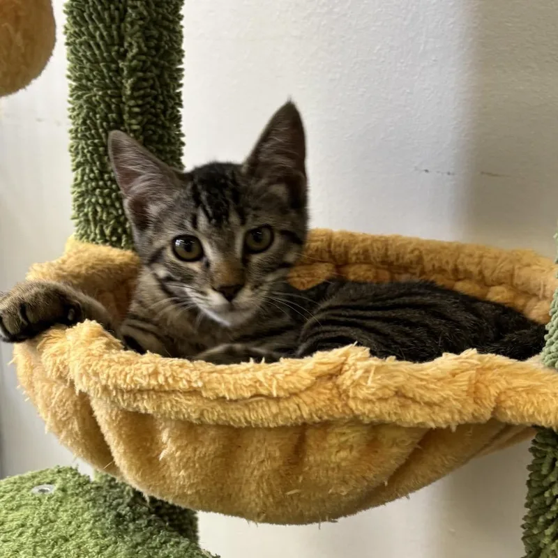 A baby small-sized female Brown / Chocolate Domestic Short Hair cat named Elsie for adoption in Houston, TX