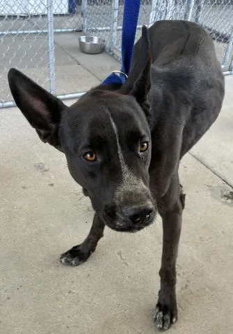 A young medium-sized male Black Australian Cattle Dog / Blue Heeler dog named Emerson Urgent for adoption in Thousand Oaks, CA