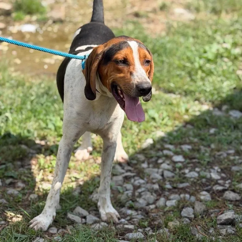 An adult large-sized male Treeing Walker Coonhound dog named Nate for adoption in Frederick, MD