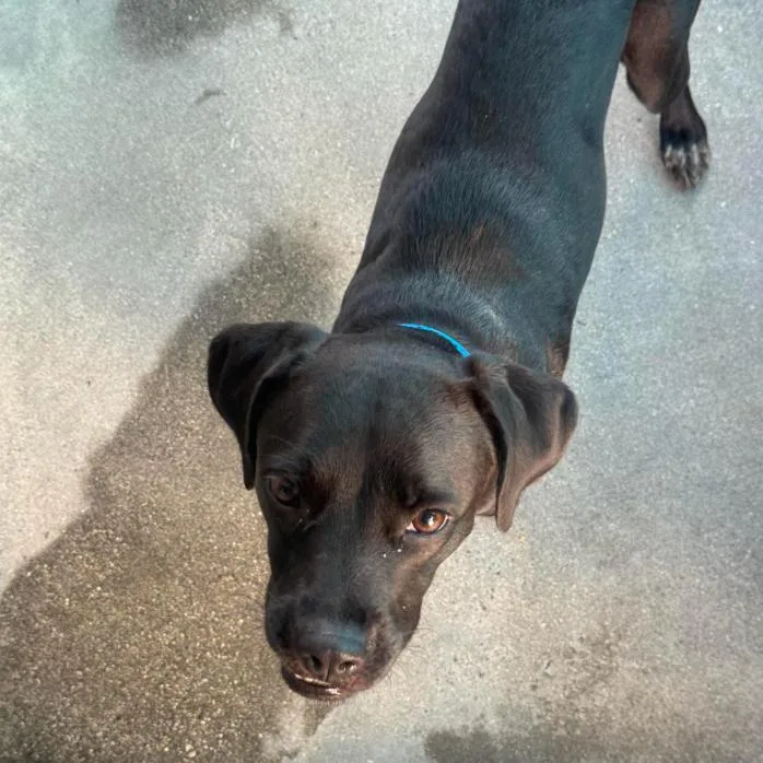 An adult medium-sized female Black Labrador Retriever dog named Josie A for adoption in Mission Hills, CA
