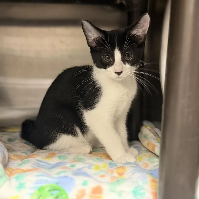 A baby small-sized male Black Domestic Short Hair cat named Mantis for adoption in Caryville, TN