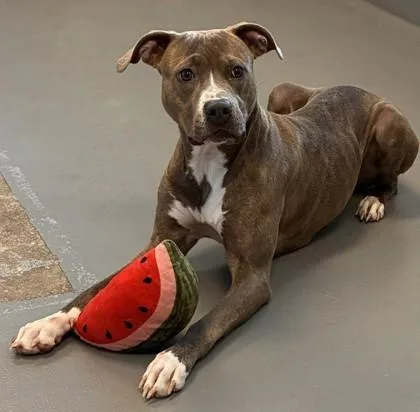 An adult large-sized female Pit Bull Terrier dog named Georgia for adoption in New Orleans, LA