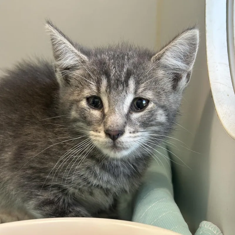 A baby small-sized male Gray / Blue / Silver Domestic Short Hair cat named Totoro for adoption in Middletown, NY