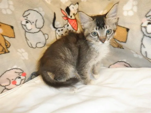 A baby small-sized female Domestic Short Hair cat named Poodle for adoption in San Jose, CA